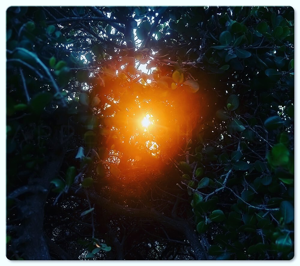 Light can usually find its way thru.  There is always hope. This is available in any size up to 48x96 on metal.

#hope #light #nature #appealphotos @appealphotos #malibu #california #naturephotography