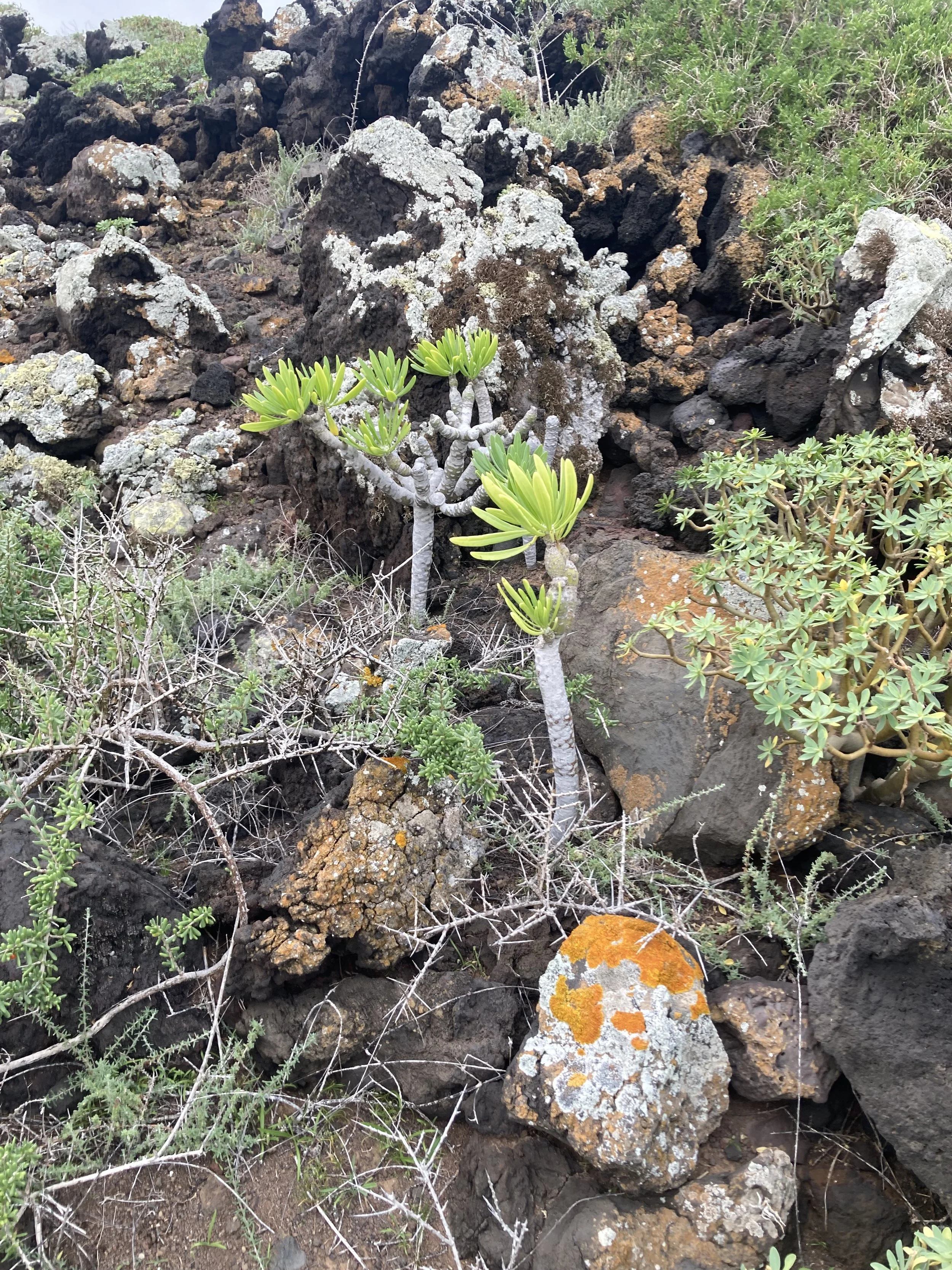 Lanzarote gem of an island from Treasures blog by Margherita Potenza