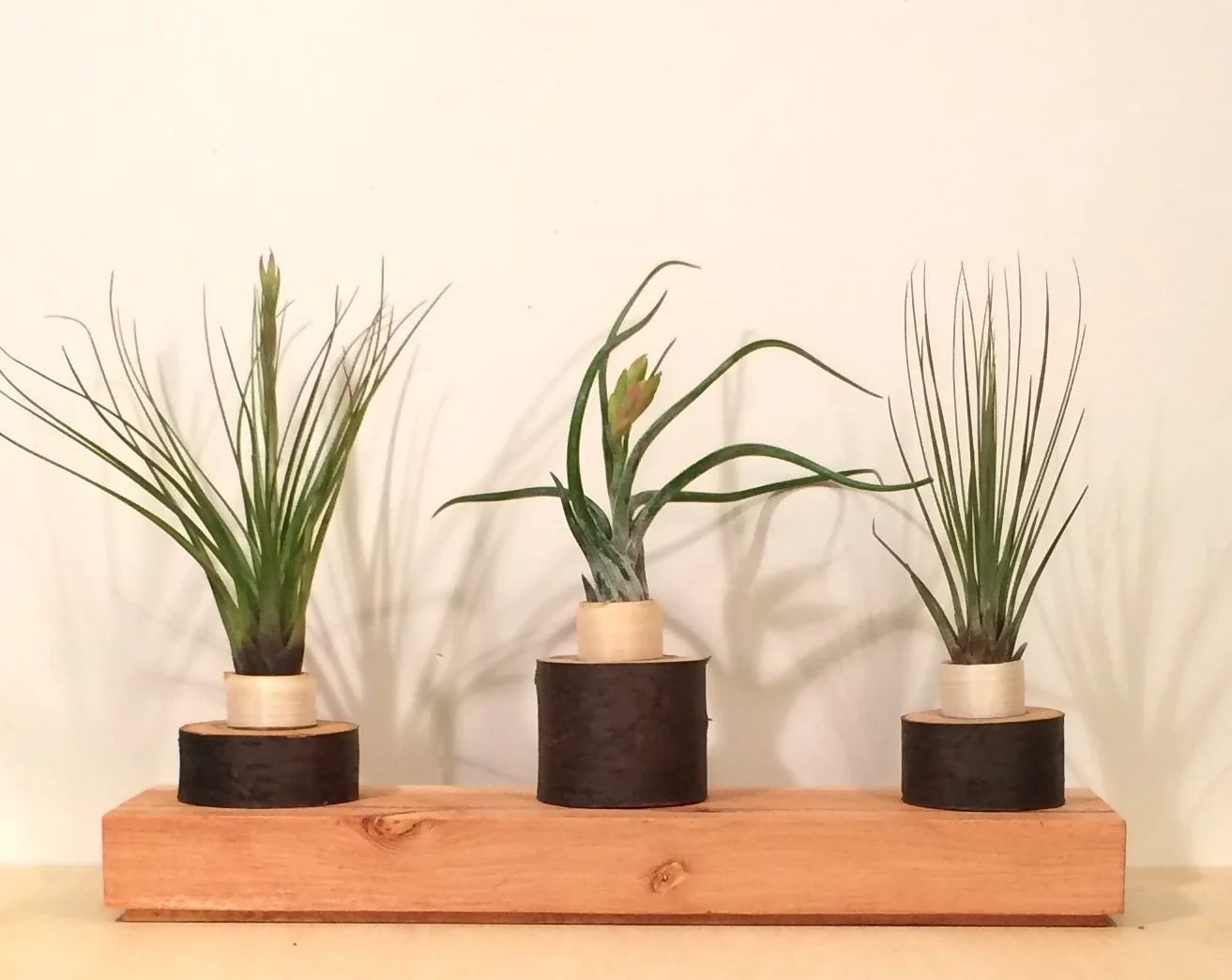 3 plants 3.jpg