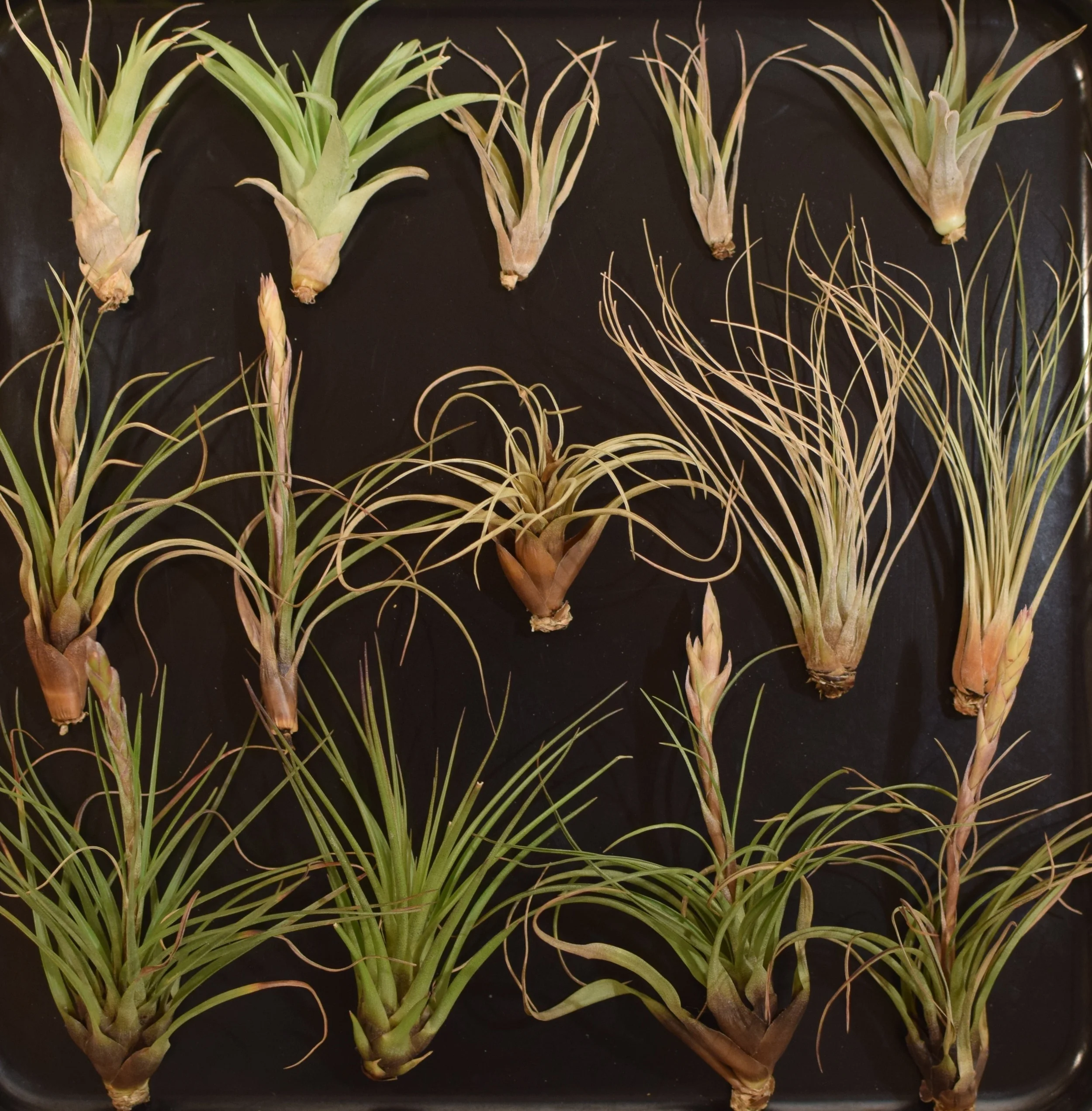 dead plants 2.jpg