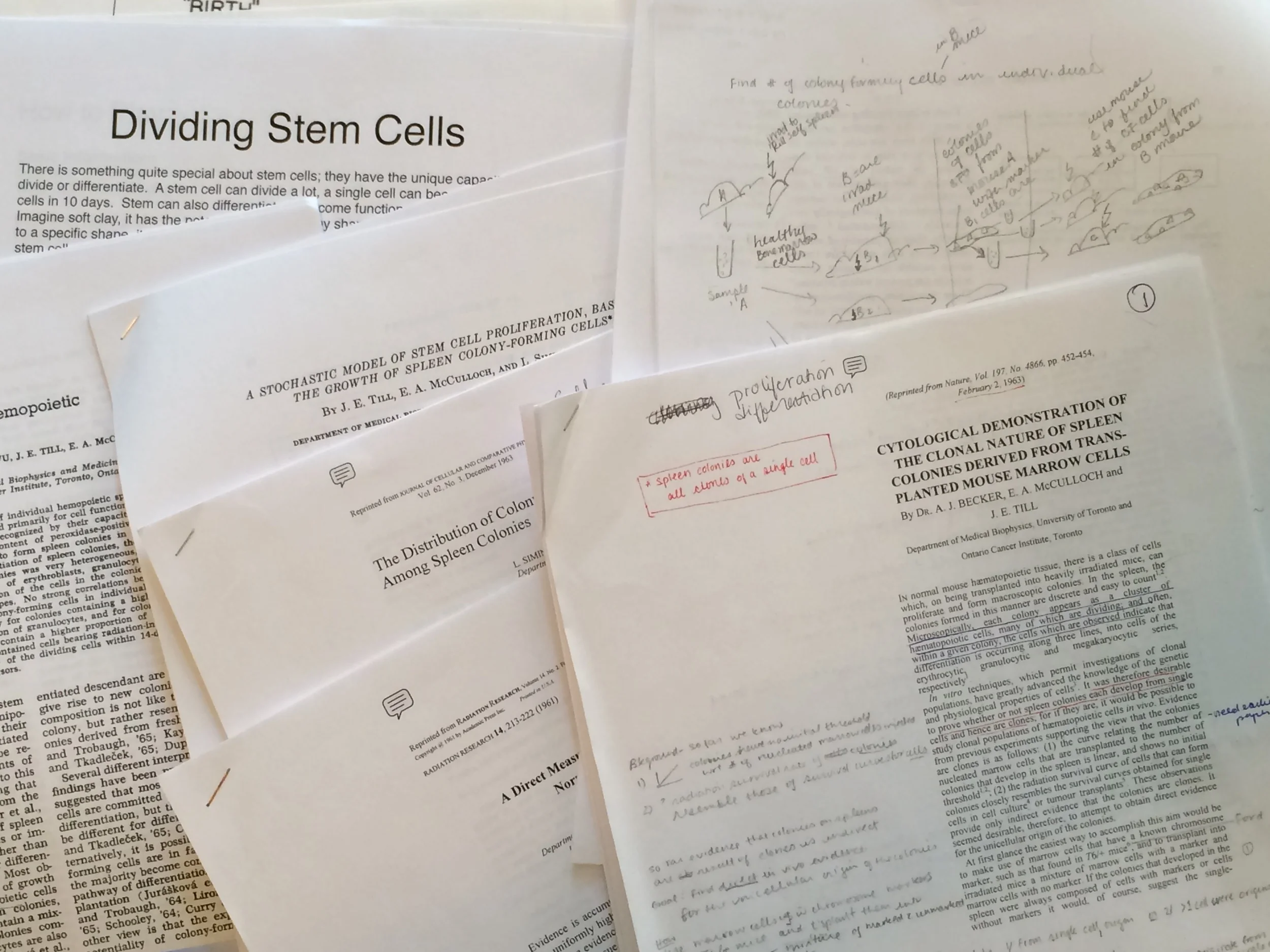  My collection of early research papers by Till and McCulloch. In this pile is a paper about the stochastic model of stem cell proliferation that resulted in a last minute second exhibit for the Protean Self exhibit. 
