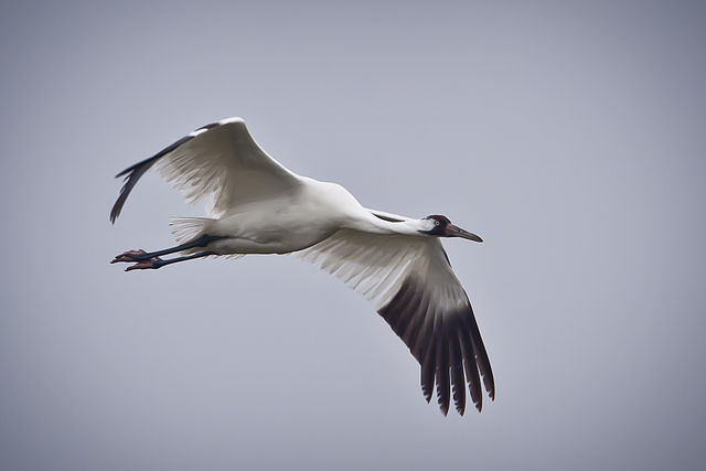 Whooping Crane in flight in Texas. USDA Photo by John Noll