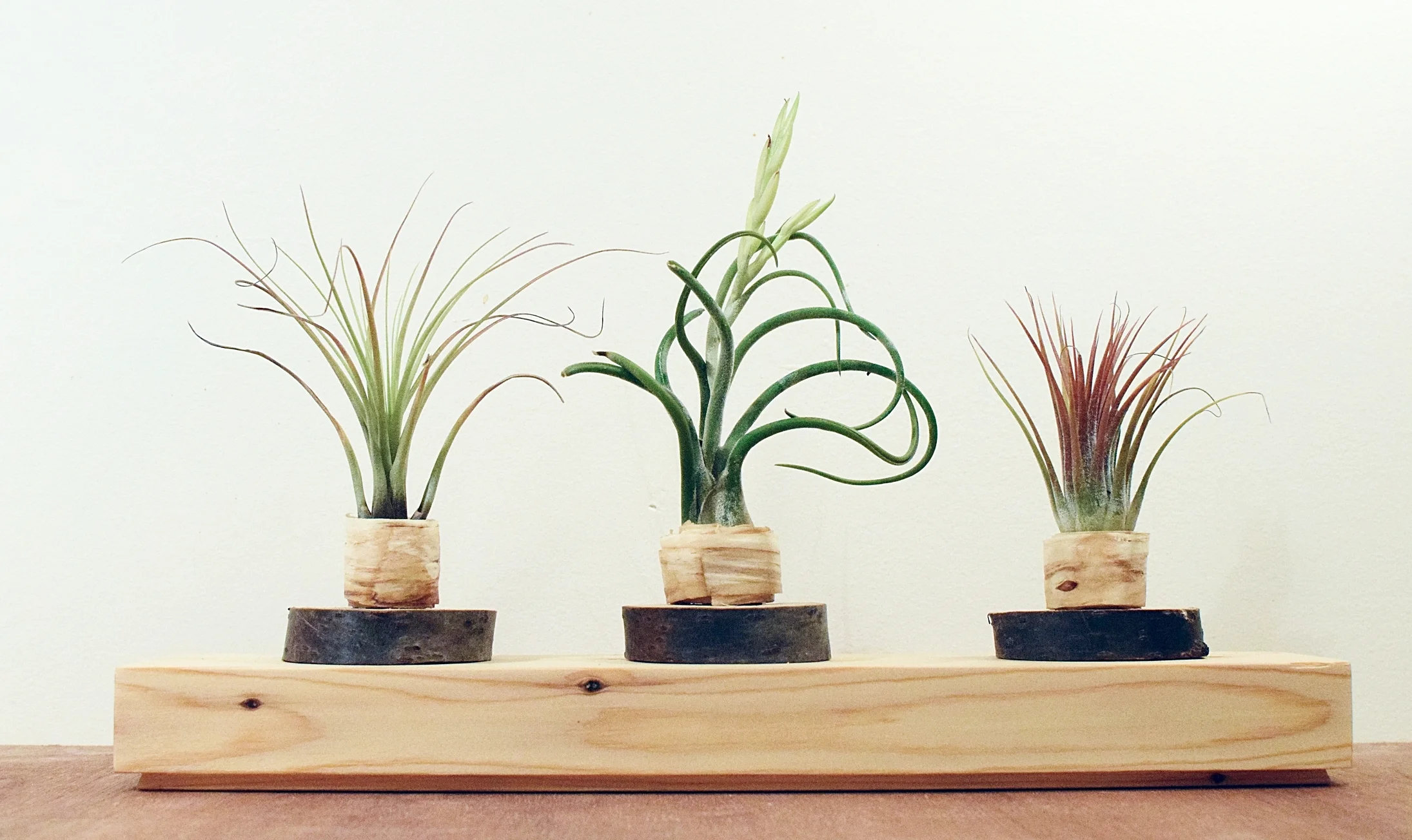 3 plants v2.jpg