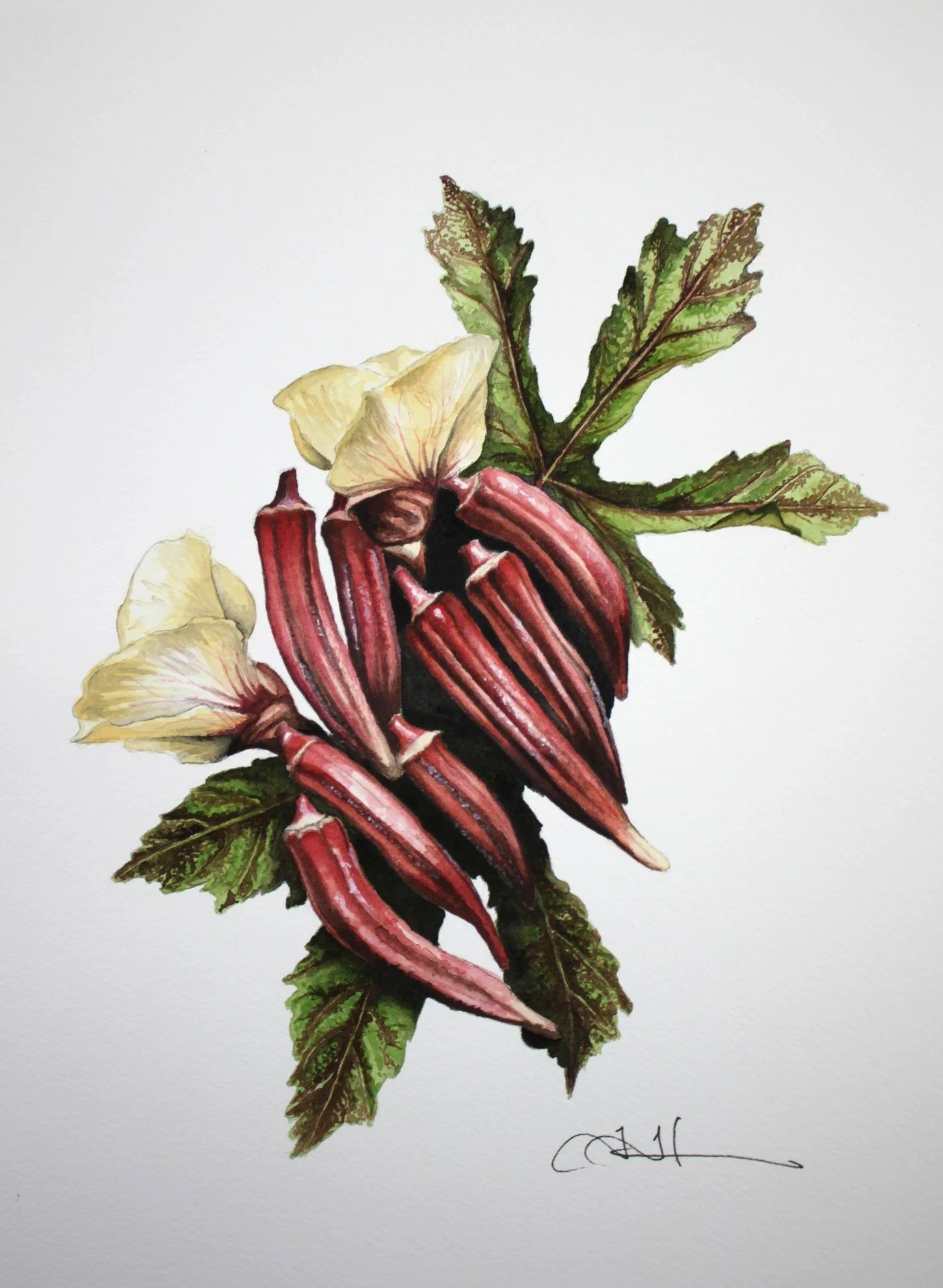 Okra cropped.JPG