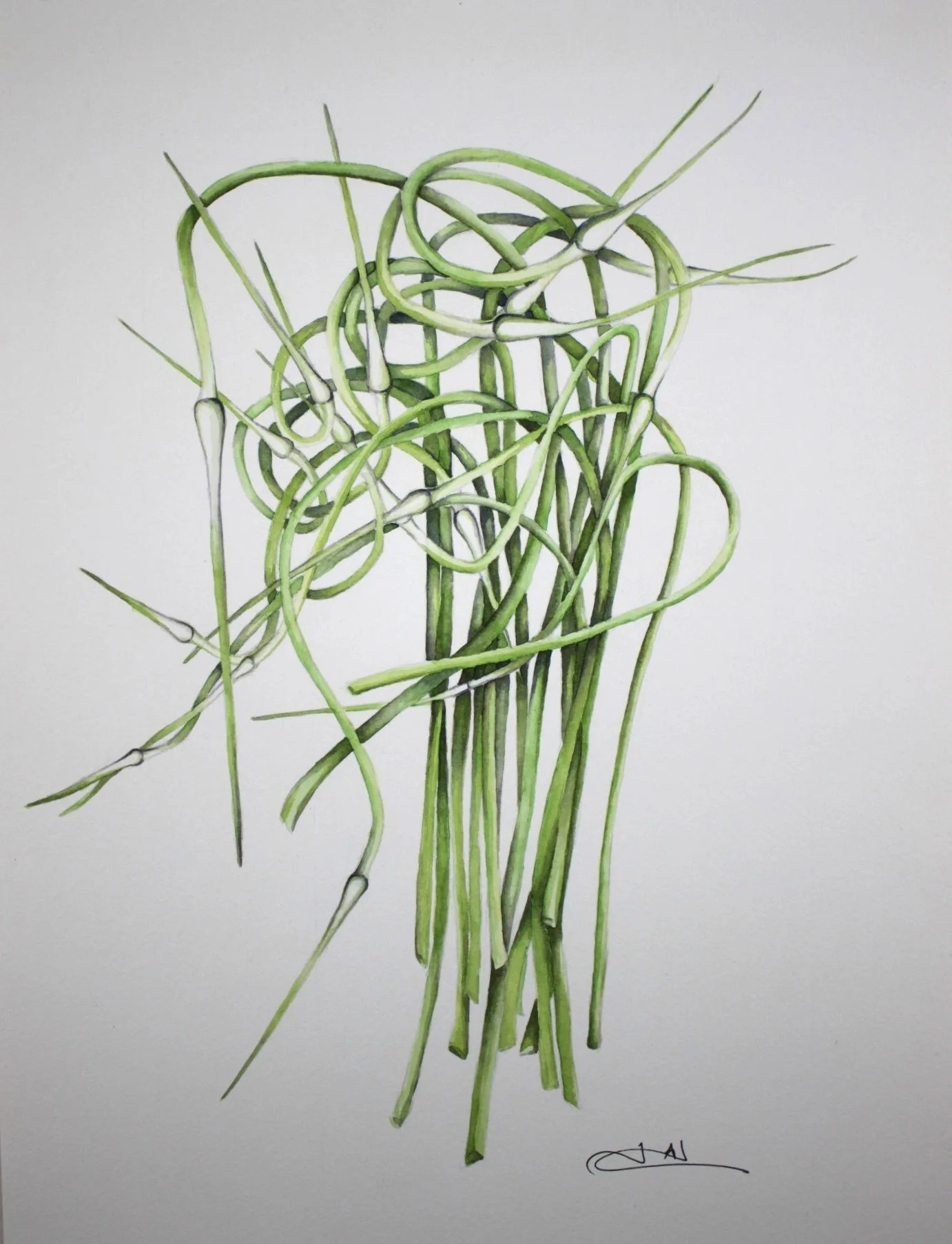 Garlic Scapes Cropped.jpg