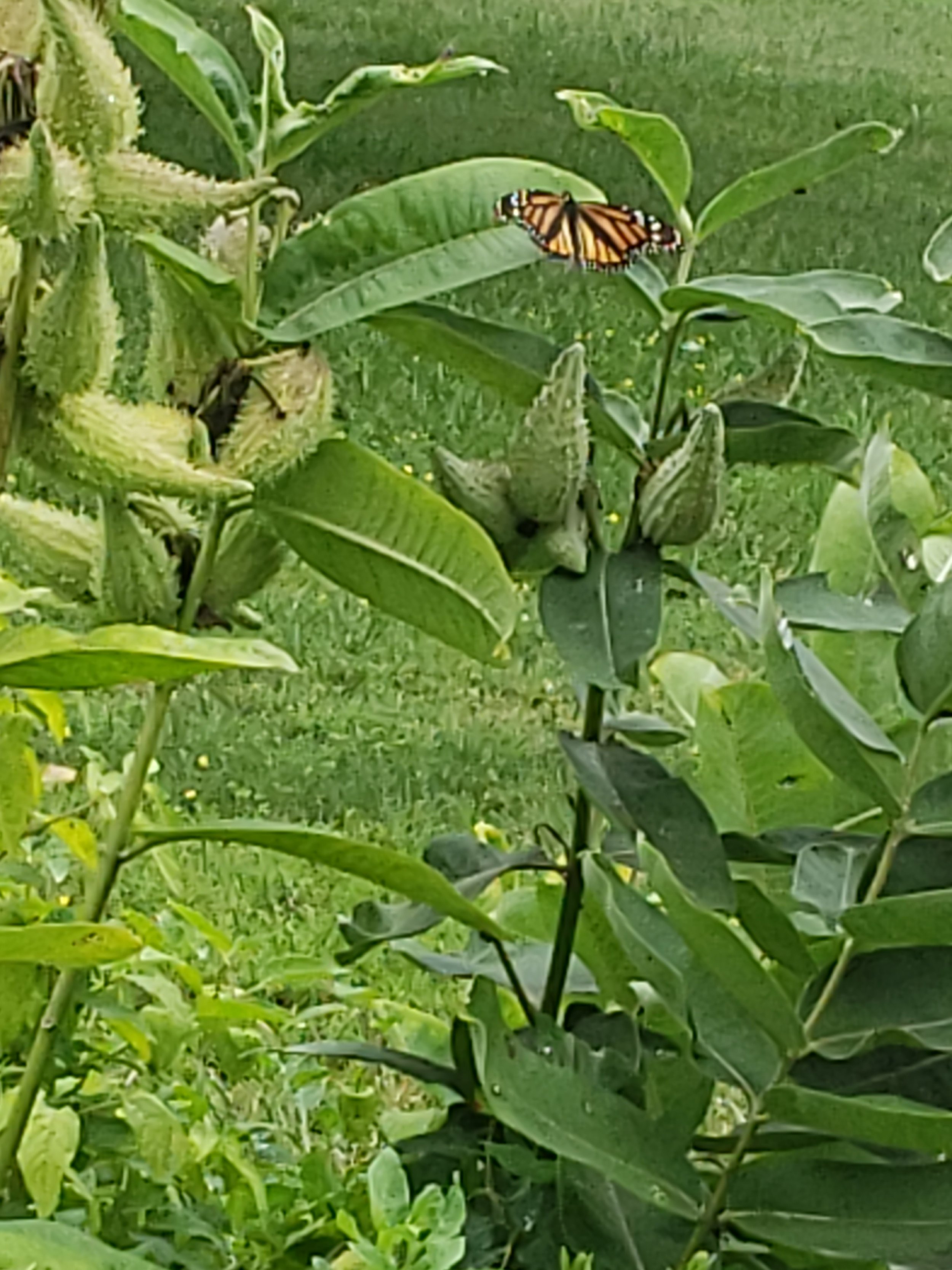 butterfly on milkweed.jpg
