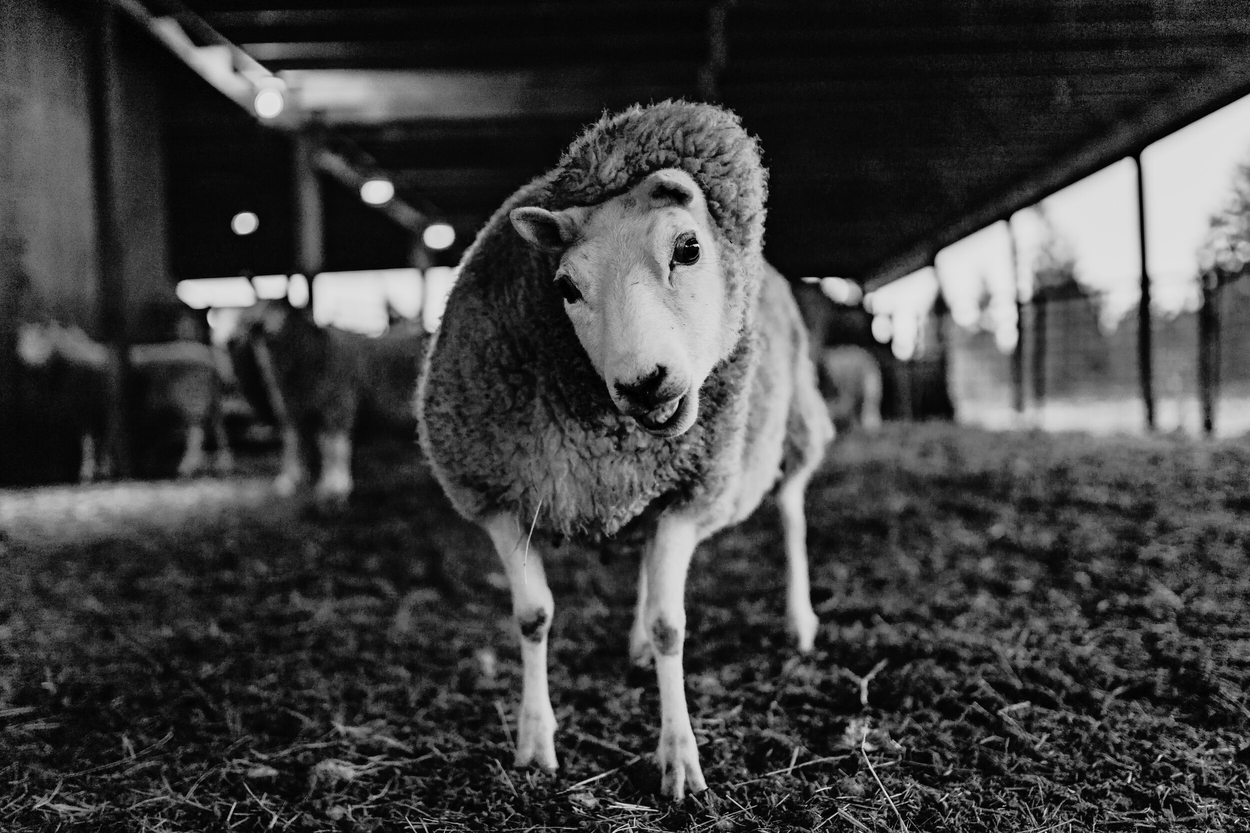 DOCUMENTARY | JENSEN FAMILY FARM - SHEEP | DEC 2020 | 2* | 06948 | 2020 | 777-2.jpg