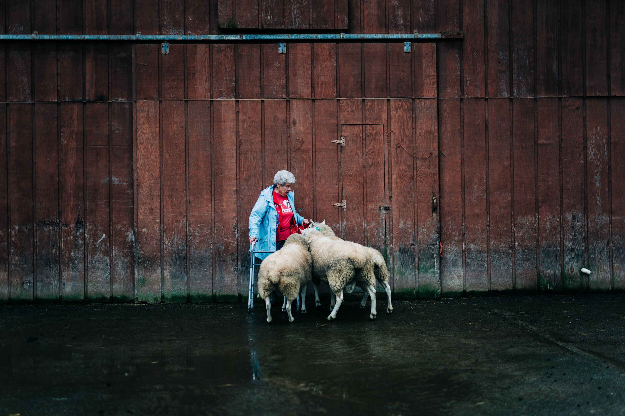 DOCUMENTARY | JENSEN FAMILY FARM - SHEEP | DEC 2020 | 2* | 07140 | 2020 | 882.jpg