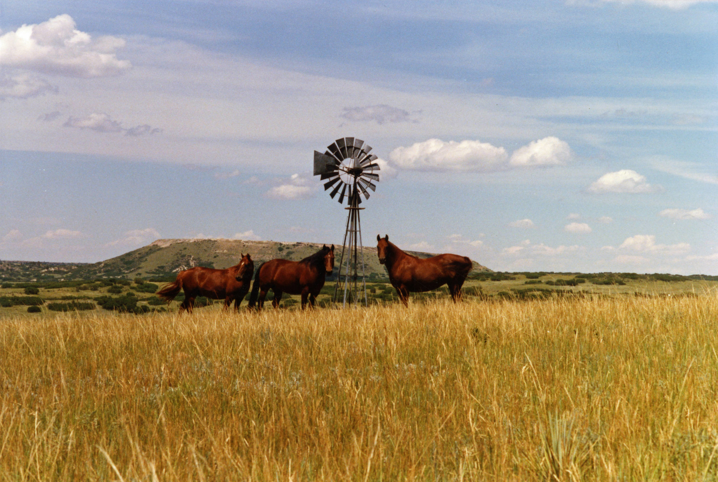 Canbridge_Morgans_and_windmill_Bell_Mountain_Ranch.jpg