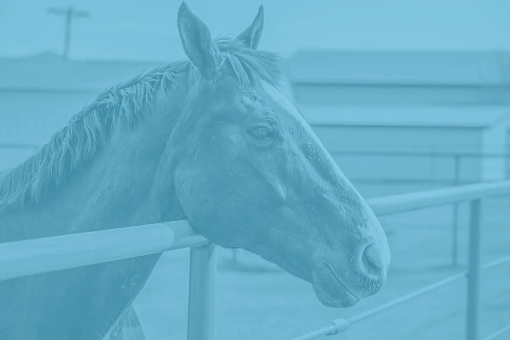 HorseBoarding.jpg
