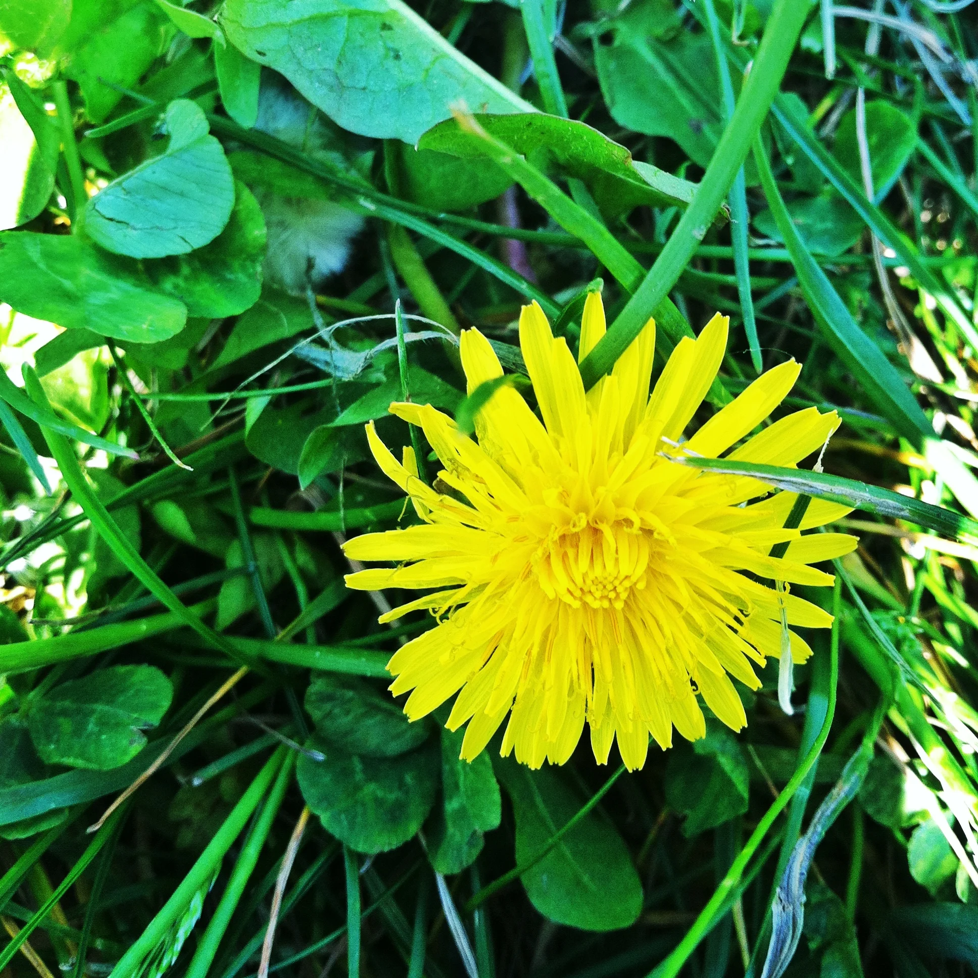 The dreaded and highly-misunderstood Dandelion wreaking some sort of havoc.