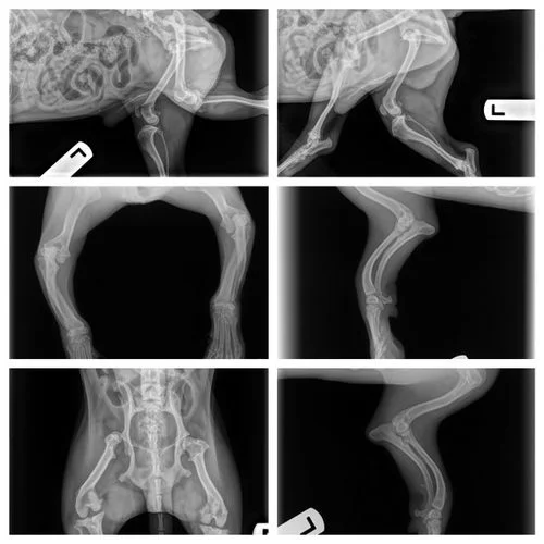 Sir Quincy Quixote's X-rays from the vet after his consultation on Cape Cod.
