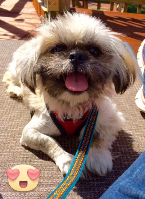 shih-tzu.jpg