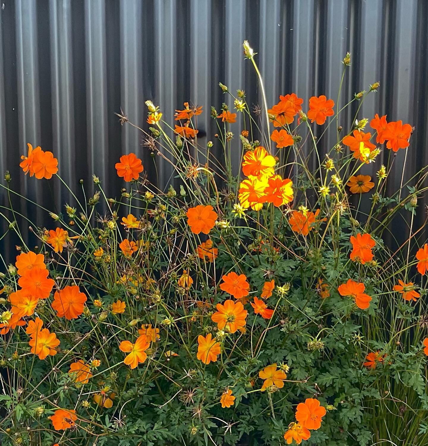 Wow such hot orange from Mother Nature! 🧡