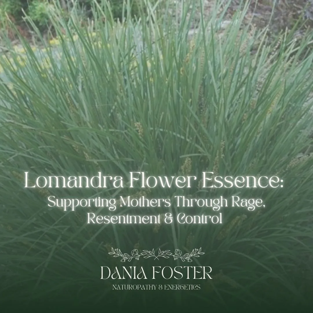 Lomandra Flower Essence: Supporting Mothers Through Rage, Resentment &amp; Control 