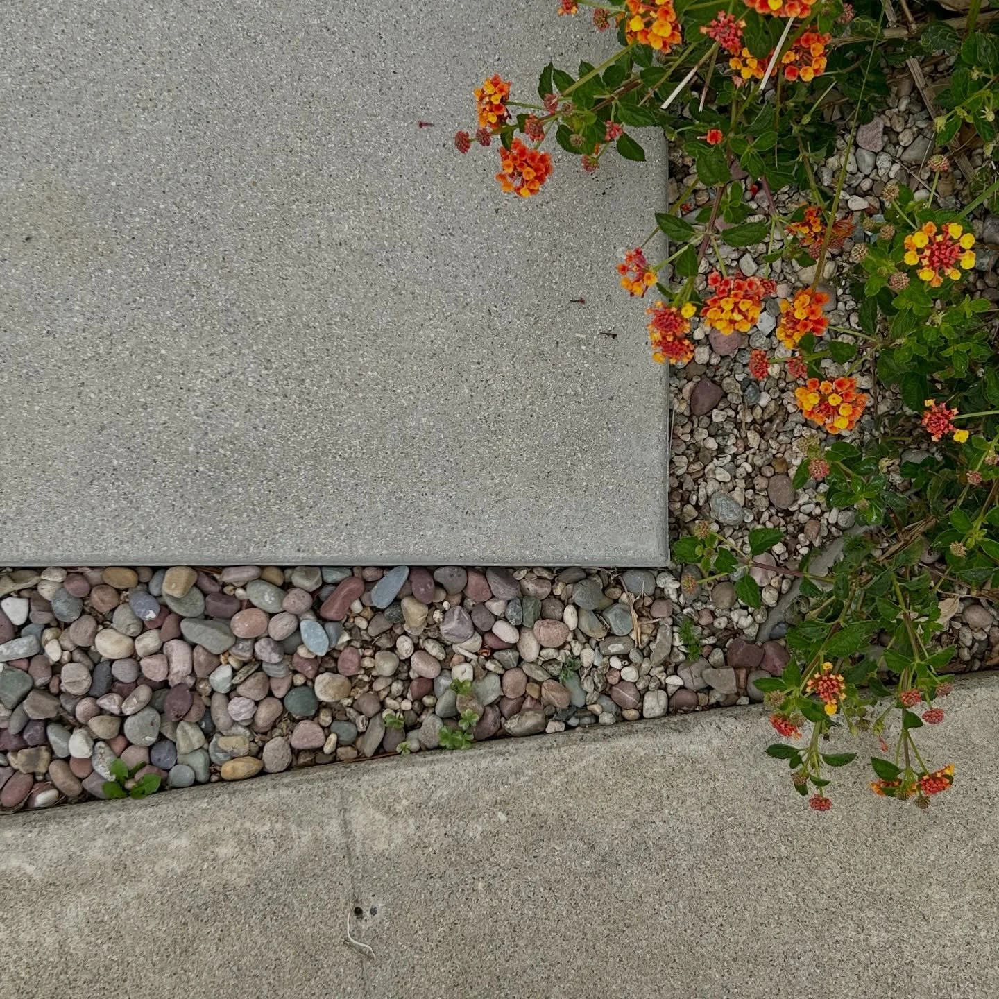 Go with the flow

Rocked
Botanical Visions
2026

#LAlandscapes #morningwalk #botanicalvisions #rocks #rivers