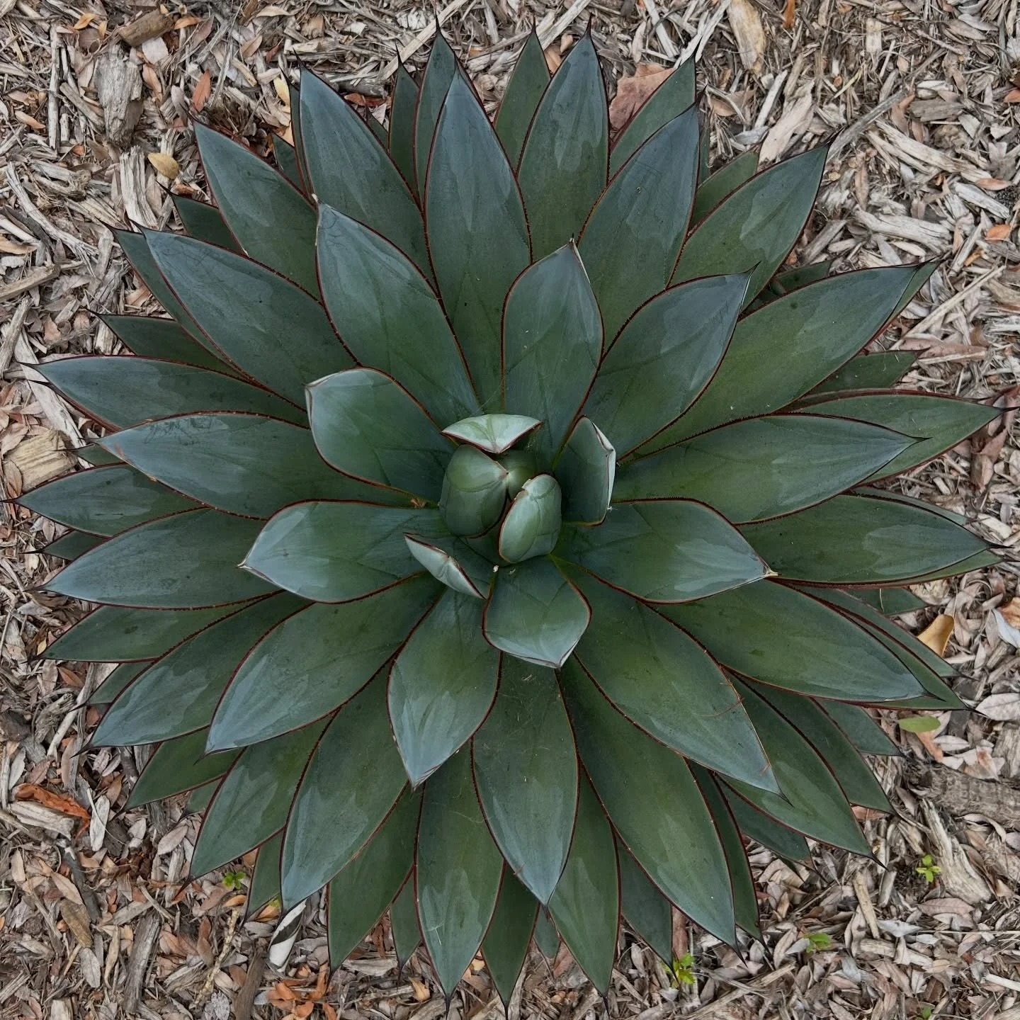 Sublime starbursts

Radiant 
Botanical Visions
2026

#LAlandscapes #morningwalk #botanicalvisions #succulents #palms