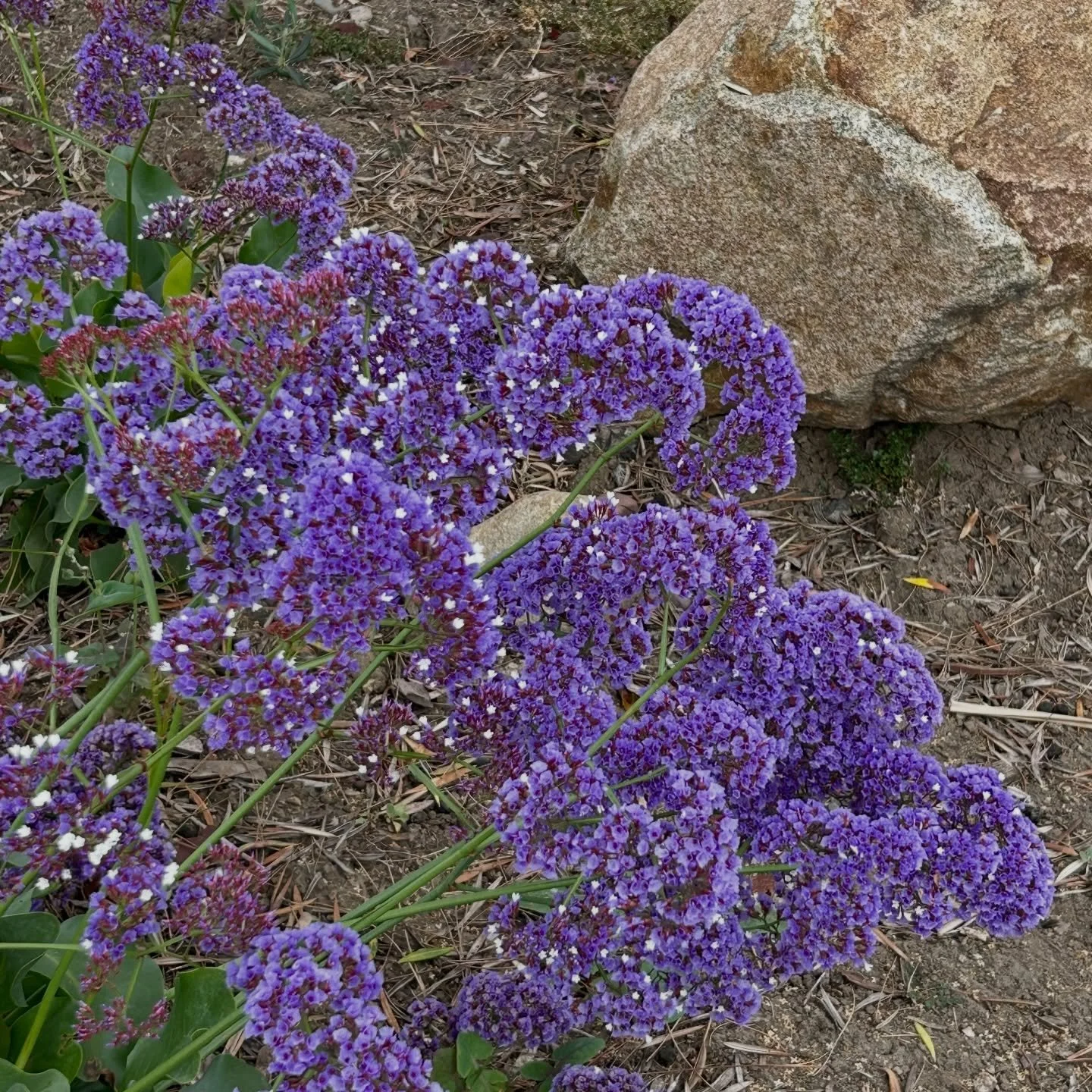 Spring has sprung 

Blooming
Botanical Visions
2026

#LAlandscapes #morningwalk #botanicalvisions