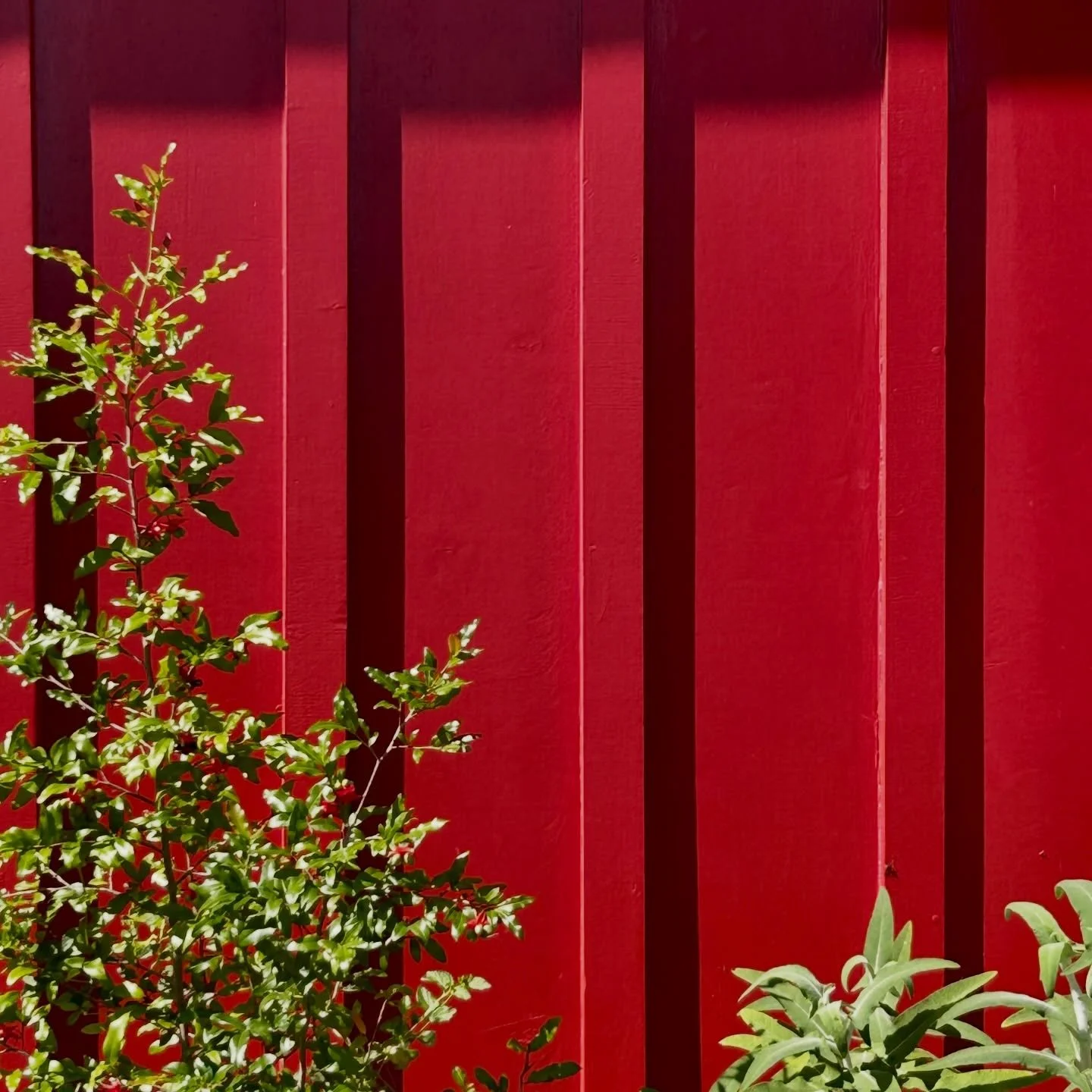 Sleek slats

Planked 
Botanical Visions
2026

#LAlandscapes #morningwalk #woodwall #woodplanks #fence