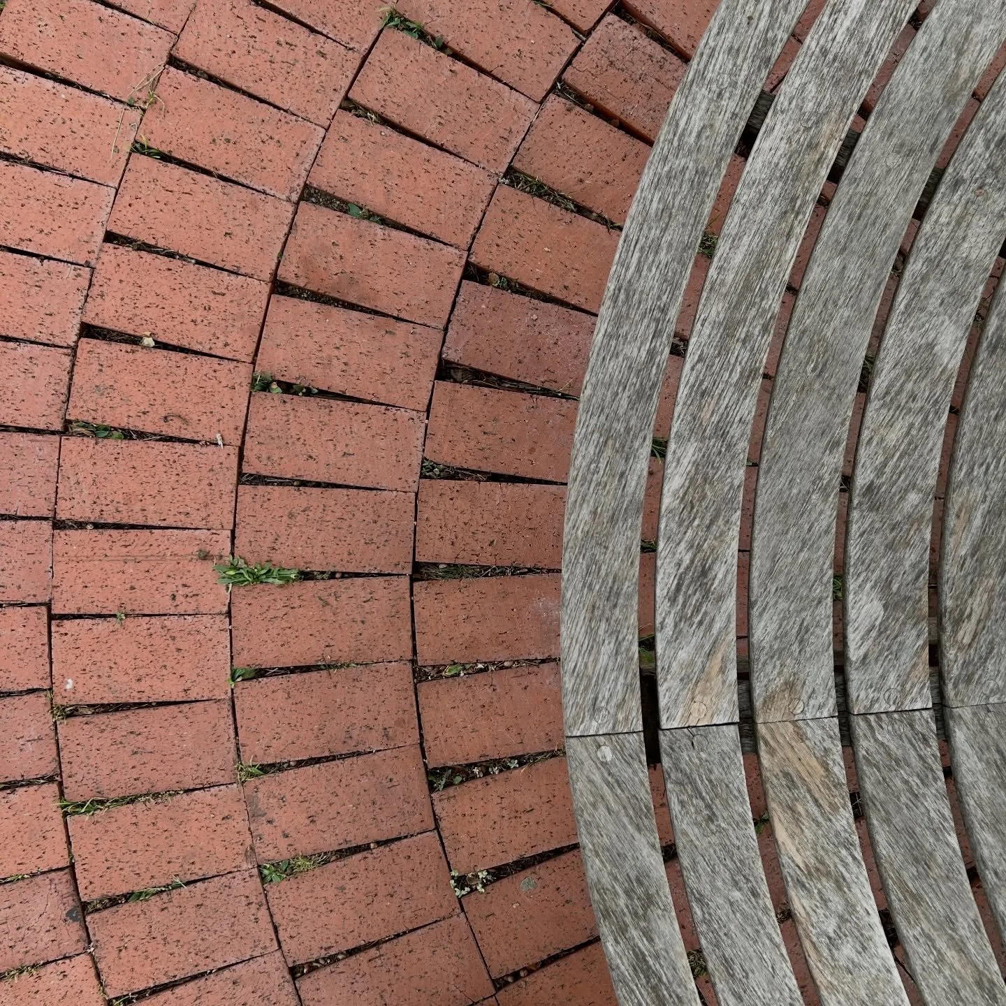 Bric-&agrave;-brac 
Botanical Visions
2026

#LAlandscapes #morningwalk #bricks