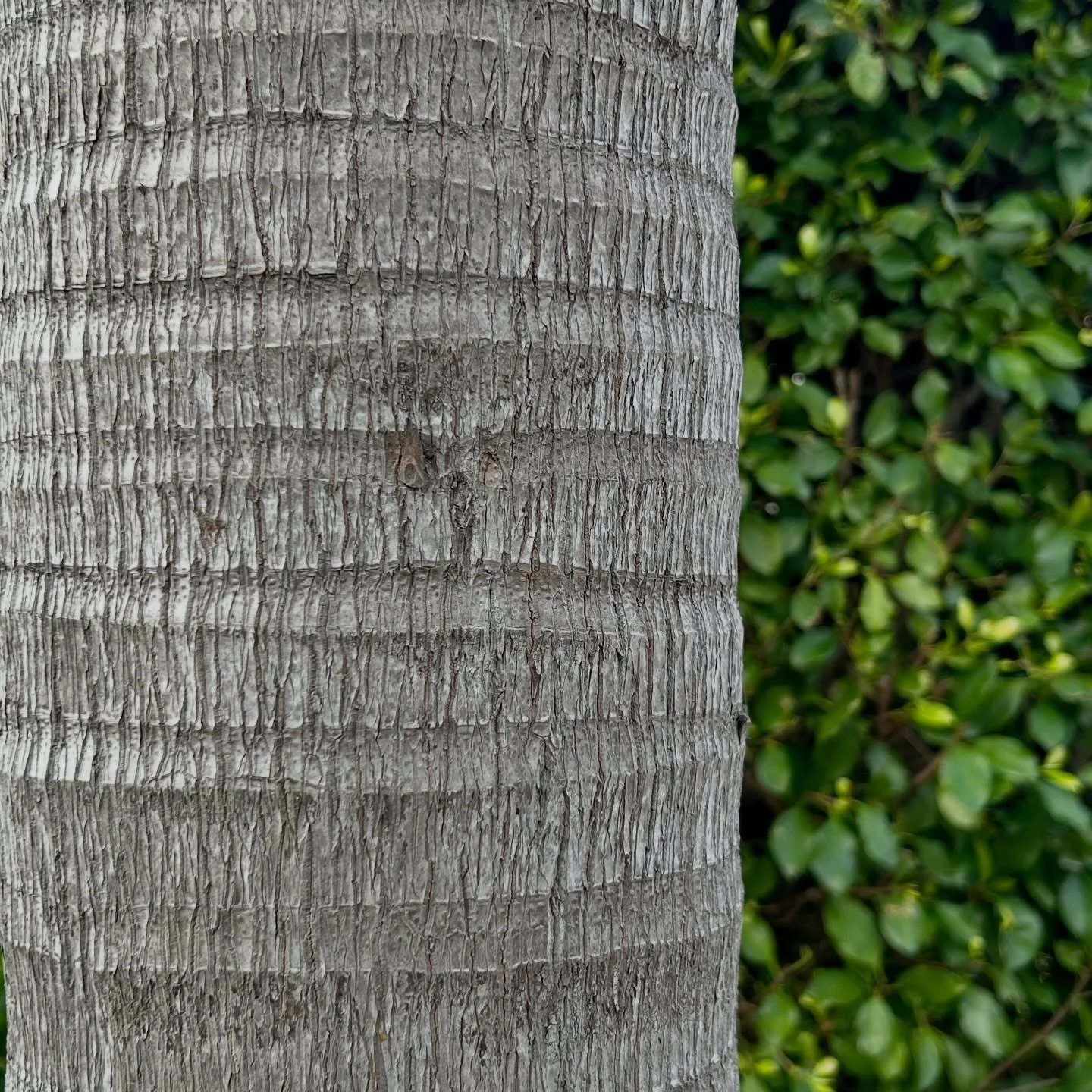 Scratch that
Botanical Visions
2026

#LAlandscapes #morningwalk #treetrunk #texture #nature
