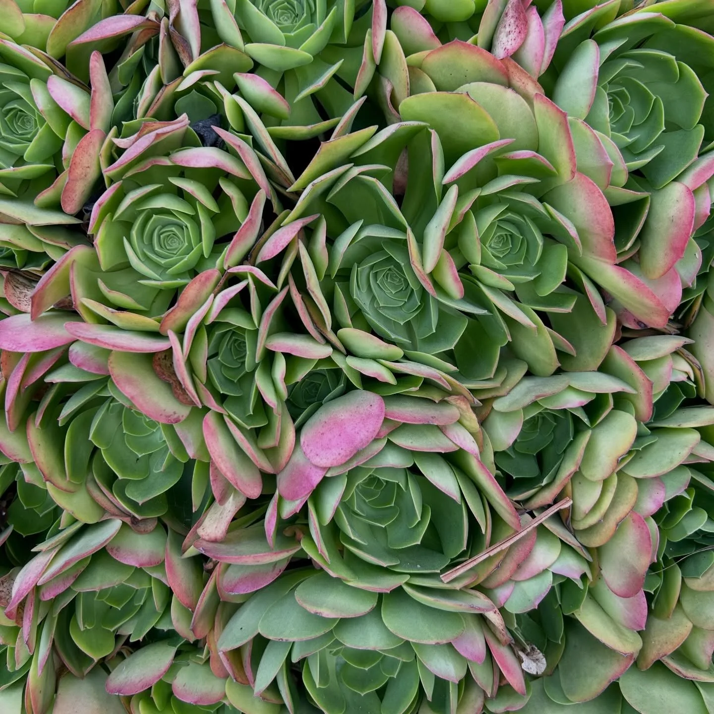 Peekaboo 
Botanical Visions
2026

#LAlandscapes #morningwalk #layers #leaves #iseeyou