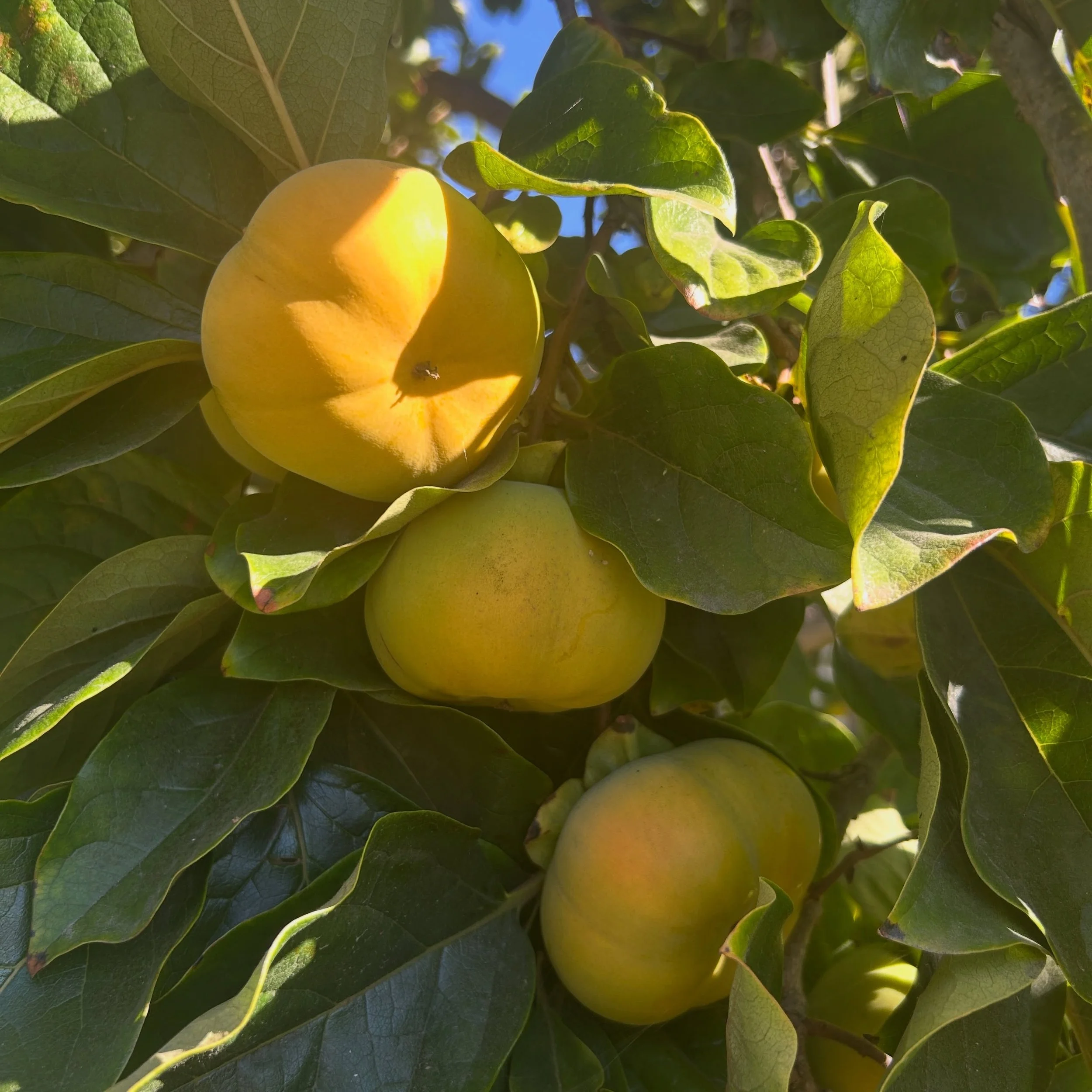 &ldquo;Ripening&rdquo;
Constructed Visions
2026

Japanese Persimmon Tree
Los Angeles 
2026

&ldquo;Marquee&rdquo; 
Alloy Paseo Sculpture
525 S Santa Fe Avenue, Los Angeles
Benjamin Ball, Ball-Nogues Studio
2025

#LAlandscapes #constructedvisions #bal