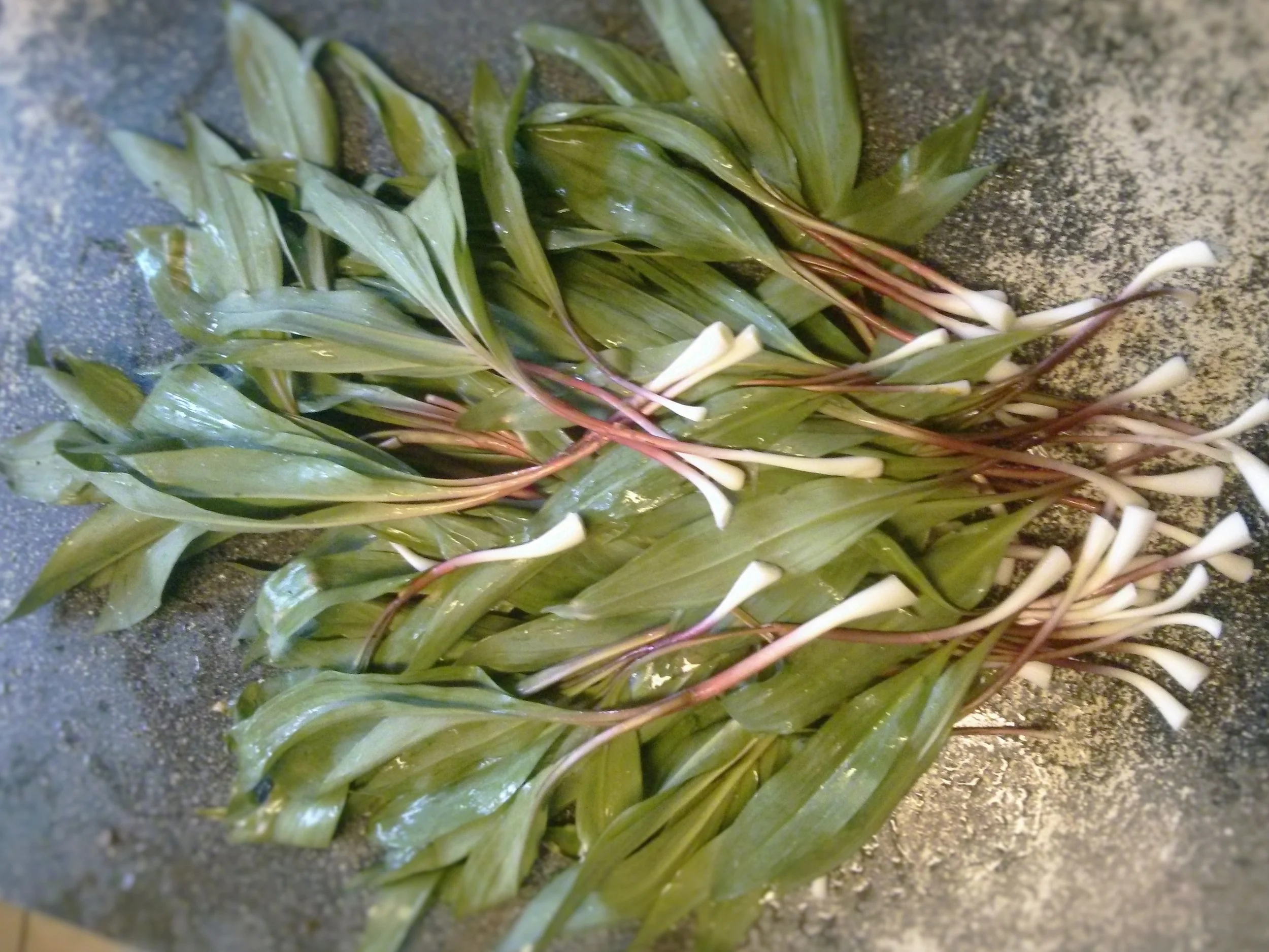 "ramps" - used for an Appalacian inspired "farm to table" project