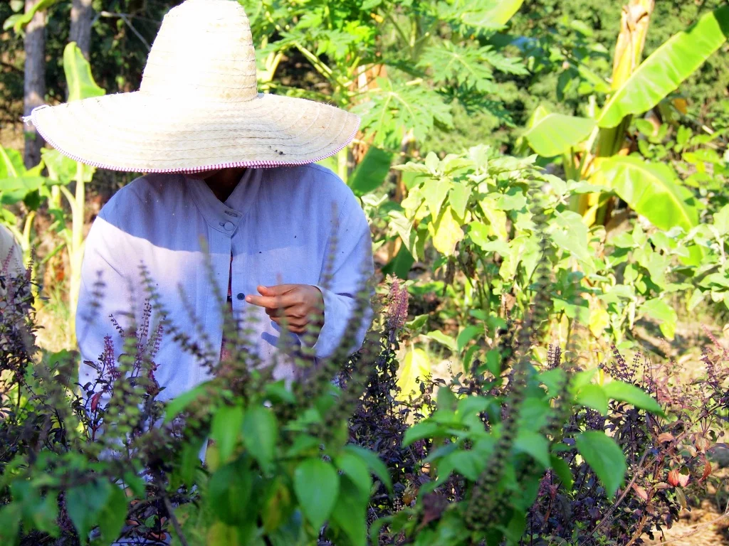 thumb_Thailand 1156-1_1024.jpg