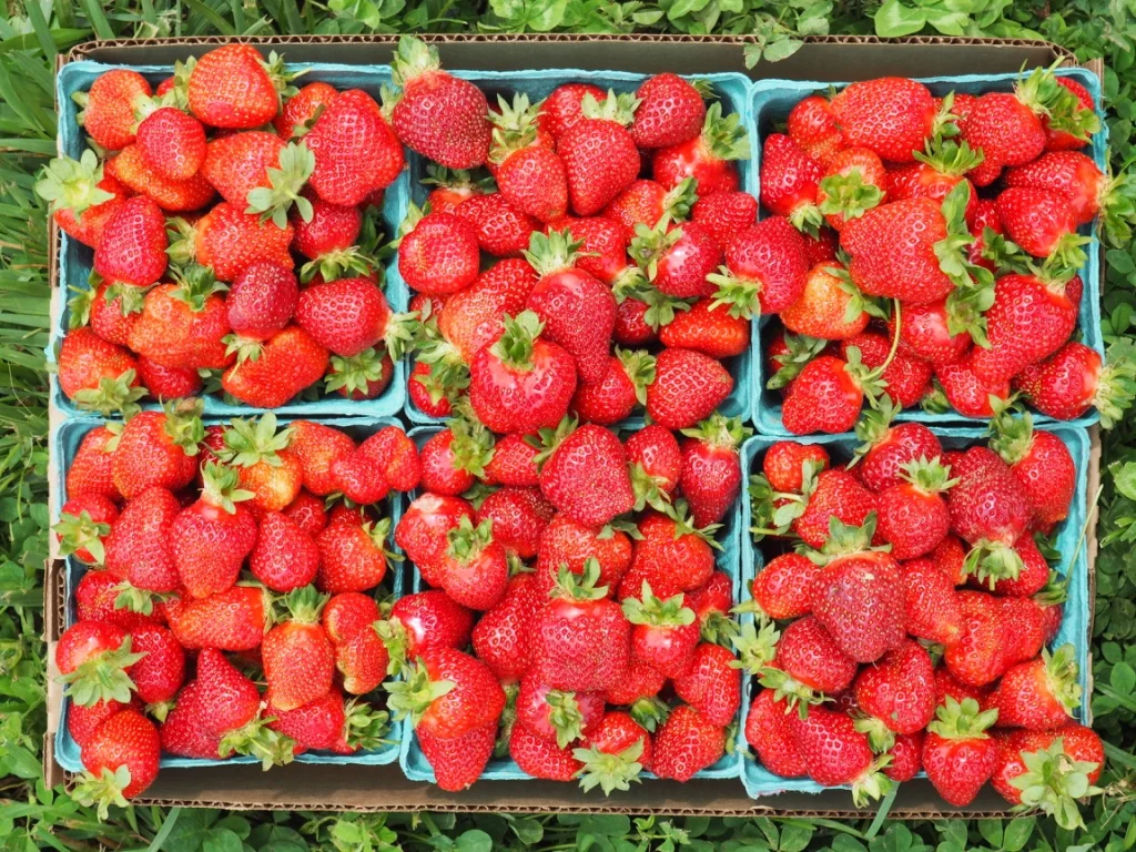 May is strawberry season!