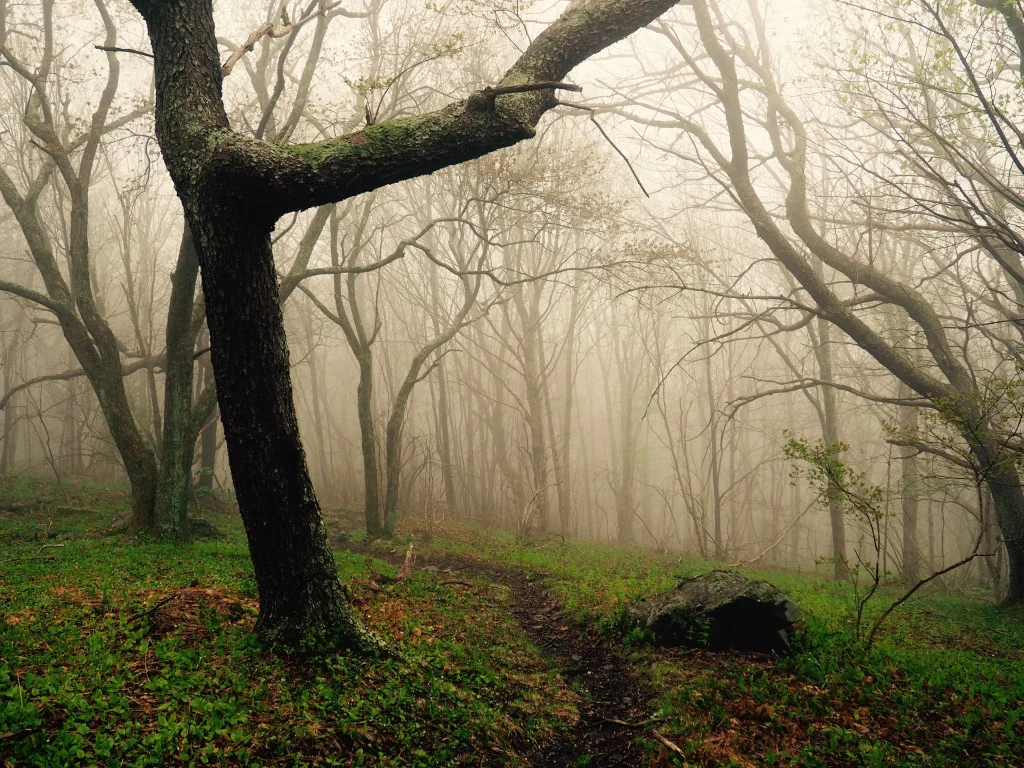 Fog shrouded forests along the Grayson Highlands.