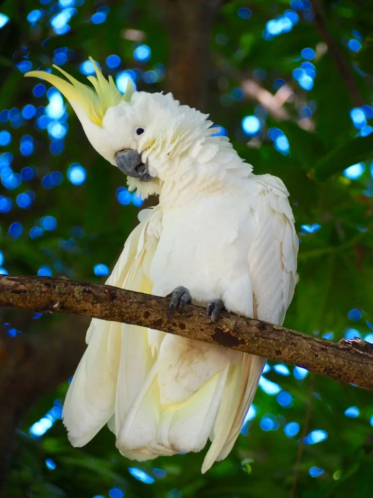 A cheeky Sulphur-crested Cockatoo looks down his beak at us on Fitzroy Island
