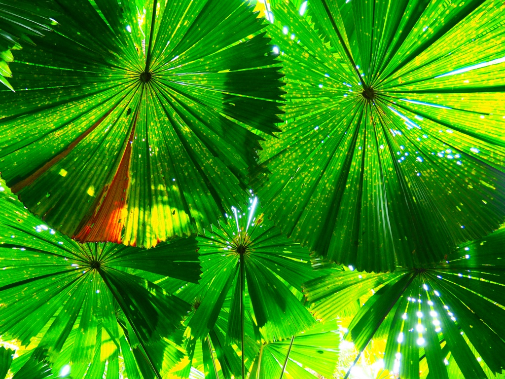 Fan palms 'pop' in the Daintree rainforest