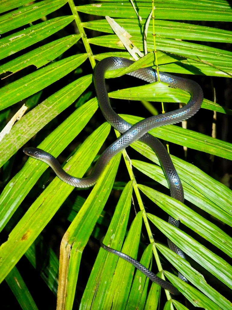 Predators like snakes come alive at night in the rainforest
