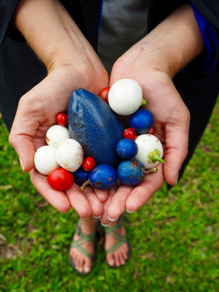 Home to many ancient plant families, wild tropical fruits abound in the Daintree&nbsp;