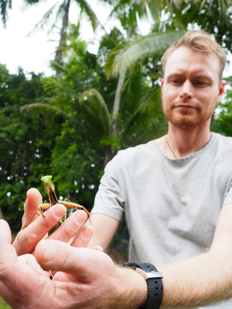 A huge preying mantis is one of many small wonders to be found in the wet tropics