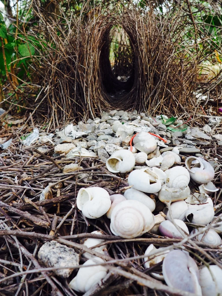 The elaborate 'bower' nest display of a Great Bowerbird