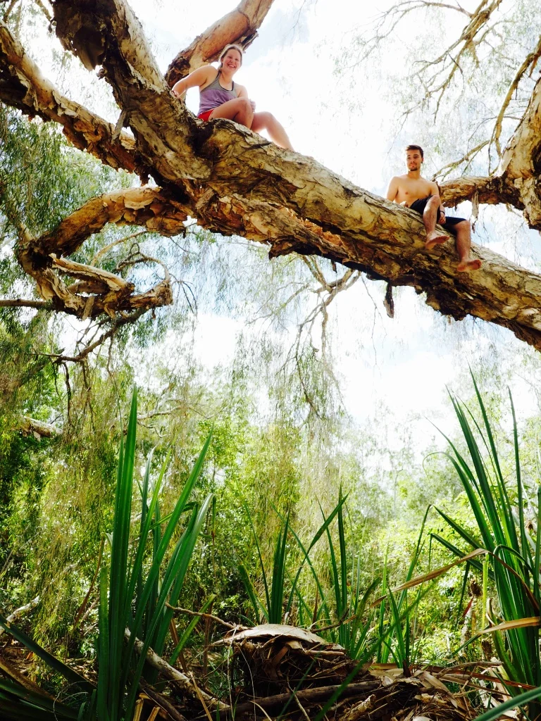 This massive paperbark tree thrives in the watery oasis of a riverbank in the otherwise dry bush near Chillagoe