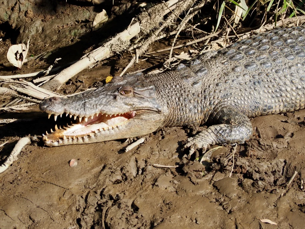 The rivers, wetlands and coastal lagoons of northern Australia are home to a healthy population of 'salties' or Estuarine Crocodiles. These ancient predators can grow over 5 meters, making it imperative to be 'croc-wise' in croc country
