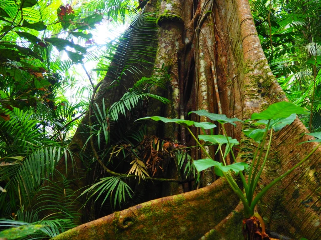 The massive buttress roots of large rainforest trees anchor the the soil in place, while providing habitat for many other plants and animals to thrive in the Atherton Tablelands