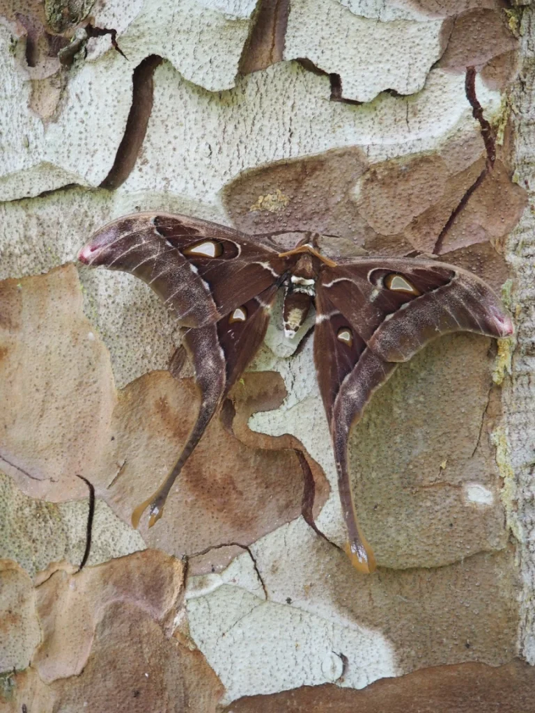 A Hercules Moth - one of the largest moth species in the world - blends in well with the cryptic bark of a eucalyptus tree