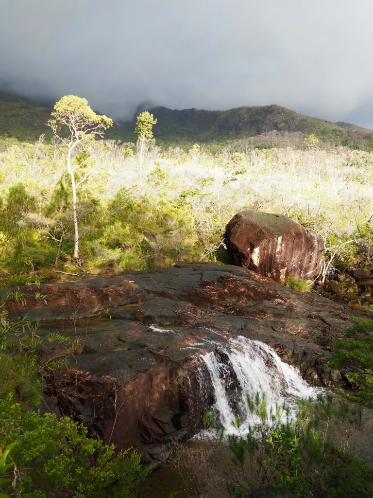Rugged acacia and eucalyptus heath characterize the uplands of Hitchinbrook
