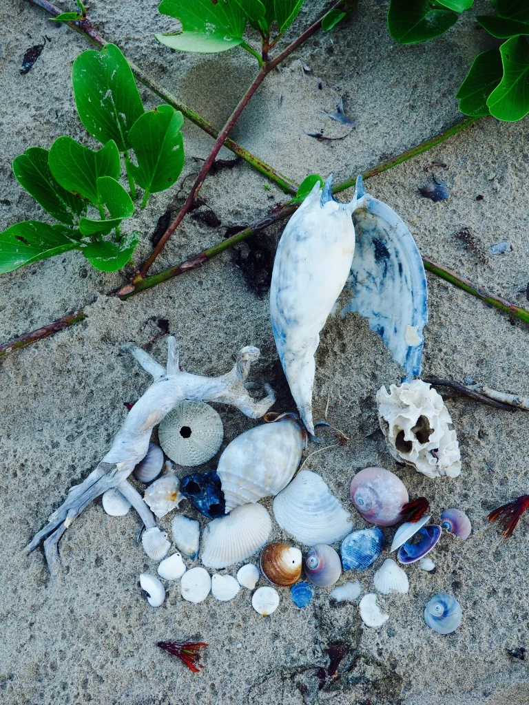 Along the tidal flats and sandy beaches many curiosities await to be found, washed up on the tide