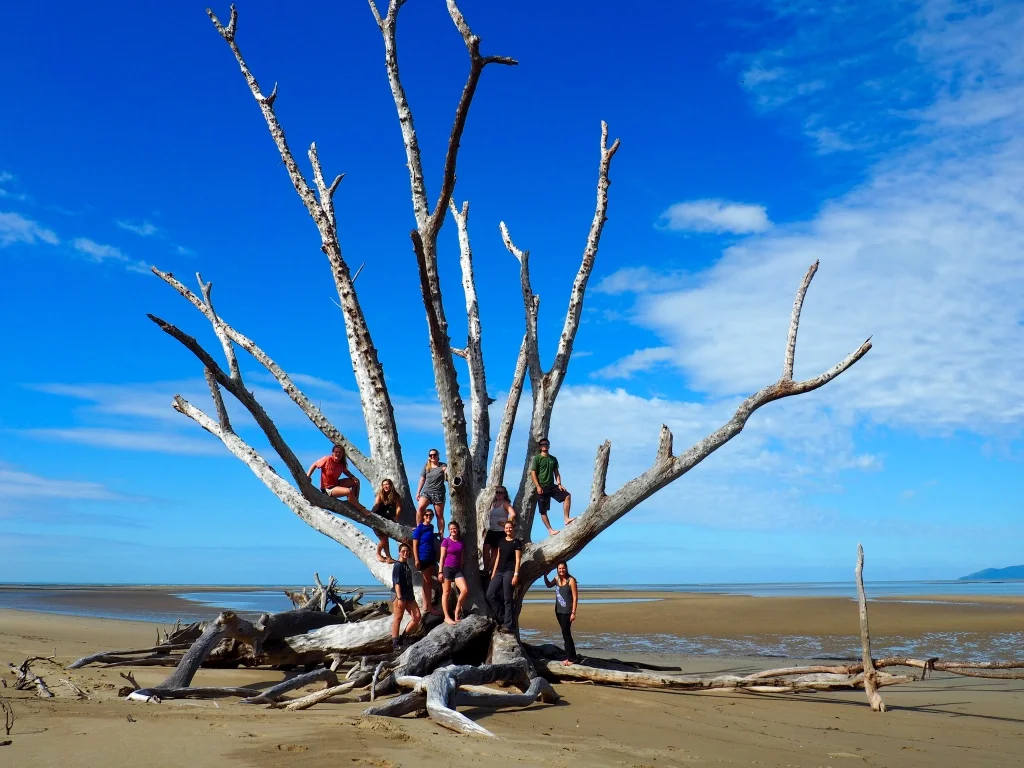 Four days later our Wildlands group arrived trimphantly from the forest, having traversed the rugged terrain of Hitchinbrook. Looking eastwards, Orpheus Island and the Great Barrier Reef awaits