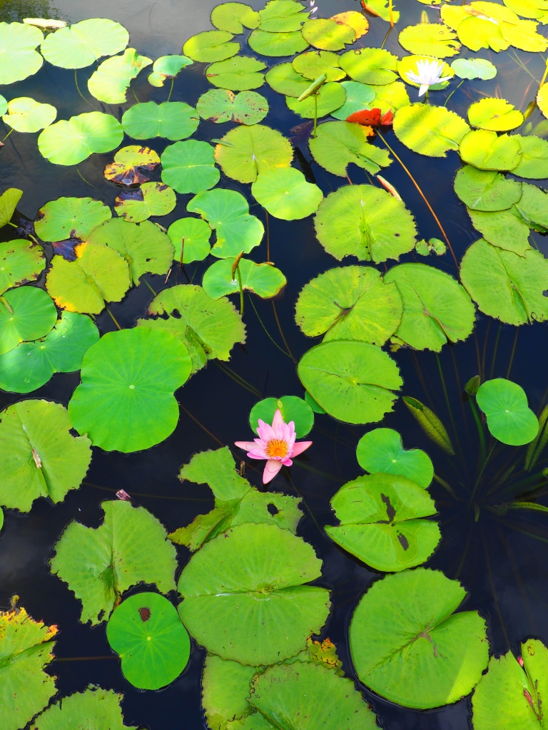 A water lotus rises from a still pool in the Pamplemousse Botanic Gardens.&nbsp;