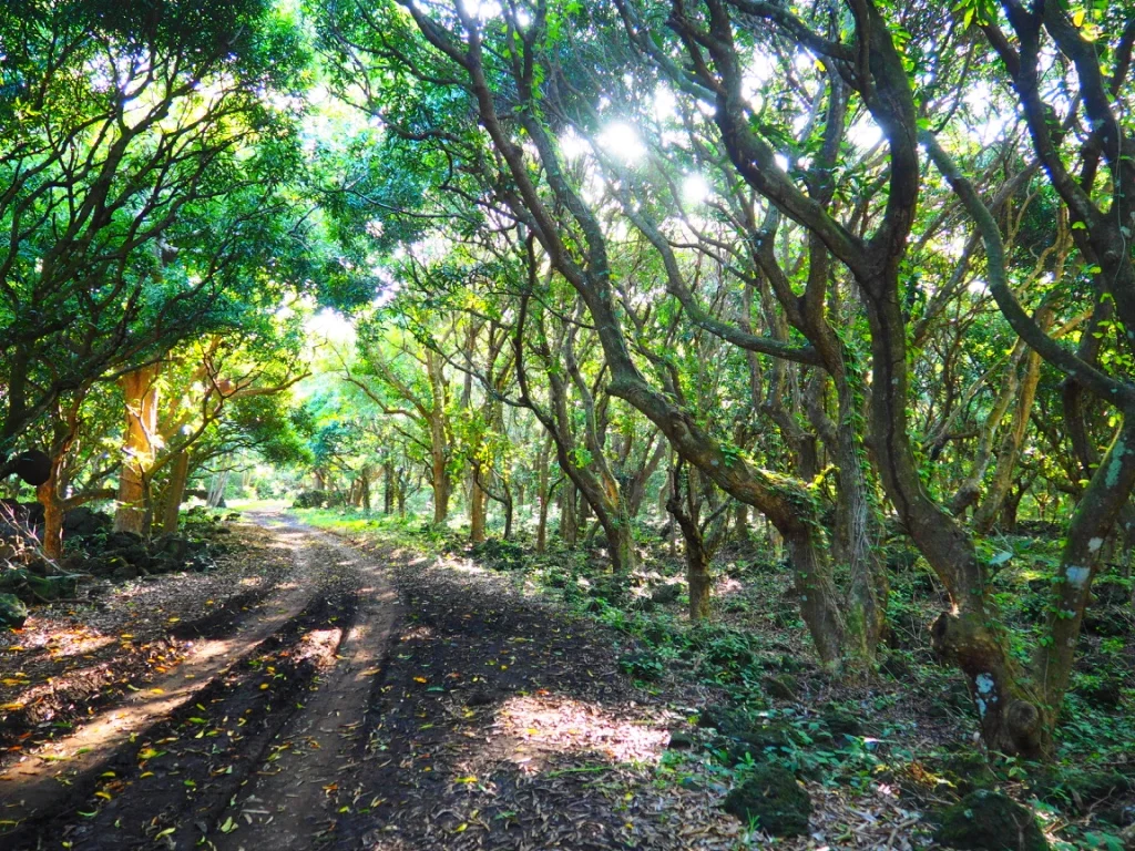Afternoon light beckons visitors down the forested trails that crisscross Bras D'Eeu National Park.