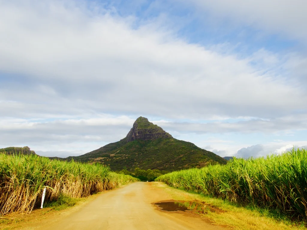 Much of Mauritius's landscape today looks like this: sweeping sugar cane fields crisscrossed by dusty red roads punctuated by dramatic mountainous outcrops towering above the plain.&nbsp;