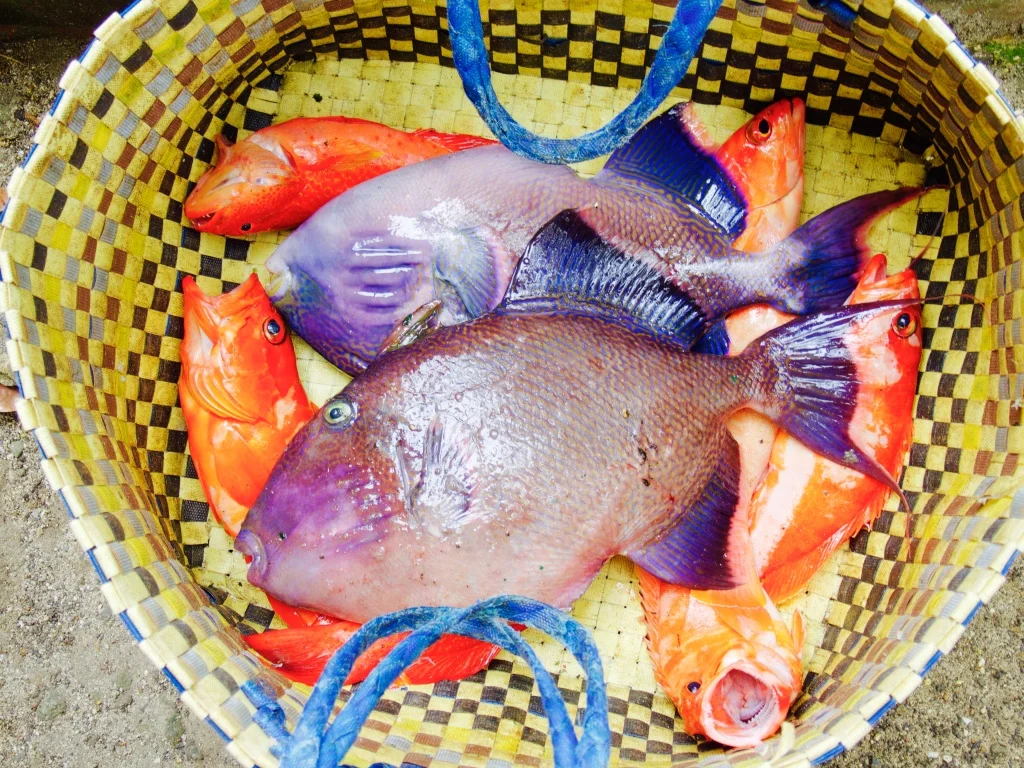 Colorful snapper and triggerfish line a fishermen's basket along the south coast.&nbsp;