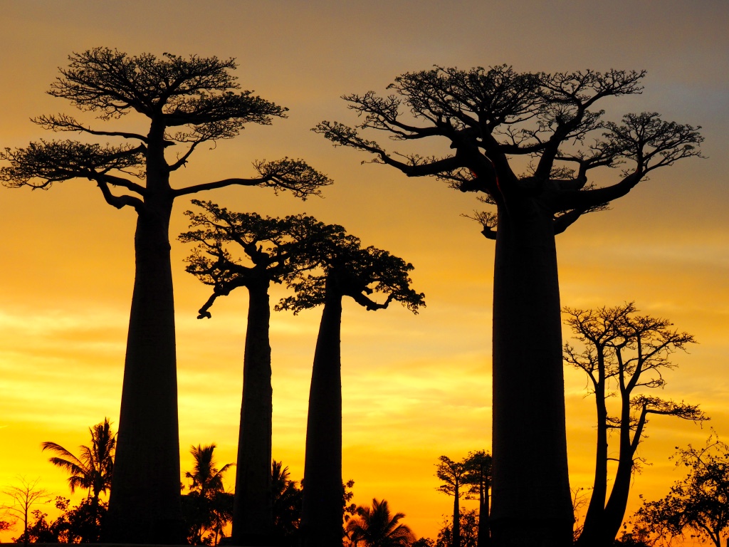 The setting sun silhouettes the stately columns of baobabs in the dry forests of Western Madagascar. These strange, 'upside-down trees'&nbsp;are found in parts of Africa and Australia and can live for thousands of years.&nbsp;Six of the nine species…