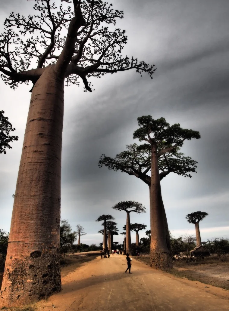 The avenue of the baobabs. Western Madagascar is famed for it's dry spiny forests and towering, otherworldly baobob trees.